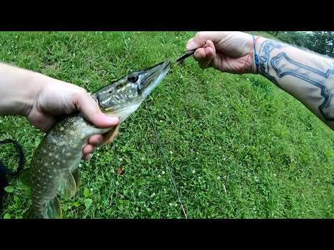 Shimano Curado BFS Boleń z Wisły i szczupaczek zamiast okonia