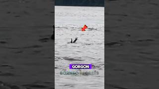 Download lagu Aneh Gorgon Hanyut di Sungai Baritom #shrots #buaya #predator #sungaibarito mp3