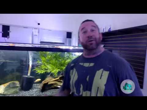 Do you like crystal clear aquarium water? Sponge Filters And Their Importance In Your Aquarium!