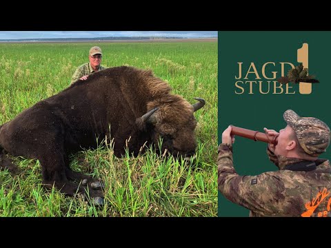 Hirschbrunft in Belarus - Goldmedaillen Wisentbulle erlegt