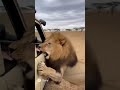 Lion Walks Up To Safari Jeep Attack Women Shorts