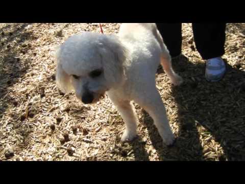 Snowball, an adopted Poodle in Houston, TX_image-1