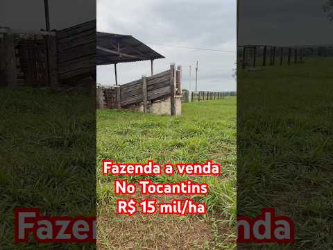 Fazenda a venda no Tocantins em Nova Olinda TO #oportunidade #fazenda