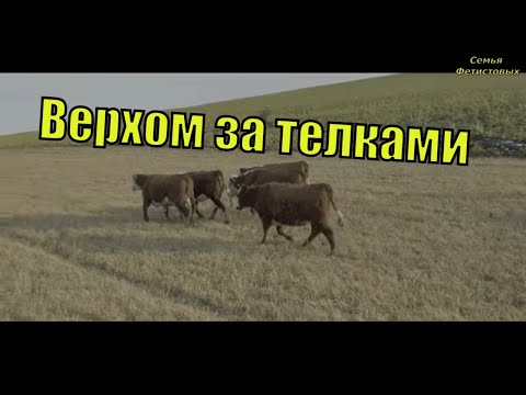 Верхом за тёлками. Поилка в действии. Мы дома. / Семья Фетистовых