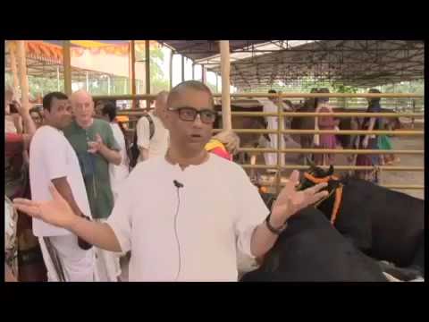 Harilila Prabhu is talking about Mayapur Goshala
