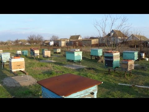 Обзор весенней пасеки, солце в небе - радость на душе