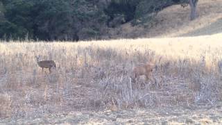 2014-08-04 Wild animals in Rancho San Antonio 2