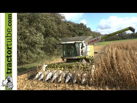 Mais dreschen auf feuchtem Boden mit Claas Lexion 670 TT - Maize harvest - Corn harvest 2013