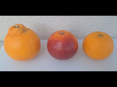 Vaniglia an alien orange compared to two italian blood orange varieties!