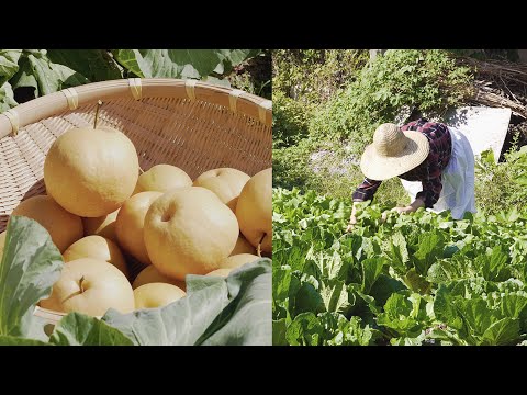 풍요로운 초가을 농촌 일상🌾🌰🥬🍐 Early autumn routine in South Korea