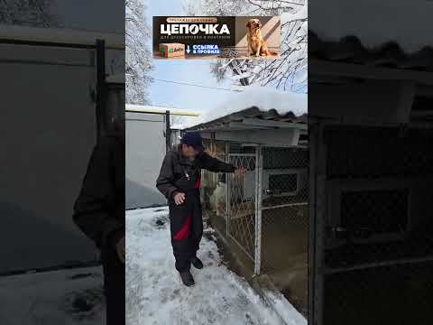 Как успокоить собаку весом 80 килограмм