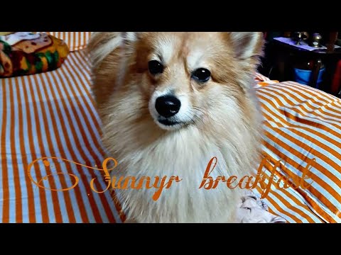 Amar doggy sunnyr breakfast.