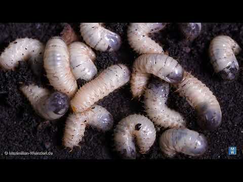 Zlatohlávik zlatý (Cetonia aurata) — video o chove a starostlivosti
