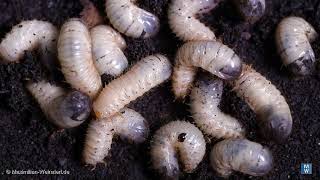 Larvae of the rose beetle (Cetoniinae), magotts