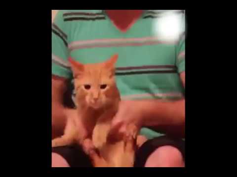 Who is the best dancer .boy and cat full enjoyed.