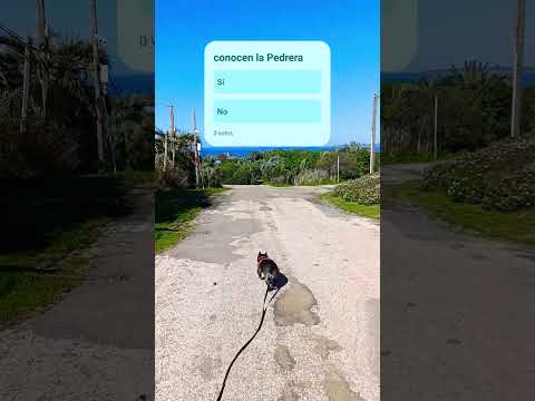 Olga Aurora en su mañana de caminata en la pedrera Rocha #bulldog # #perros #lapedrera   #dogs