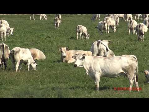 MANDRIA DI MUCCHE E VITELLINI AL PASCOLO A COSTIGLIOLE SALUZZO (CN) DOM.6 - 9 - 2020.