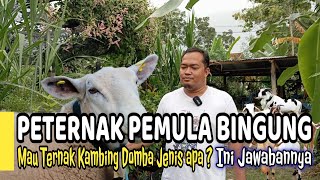 Download lagu Peternak Pemula Bingung Mau Ternak Kambing Domba Apa ? Ini Jawabannya mp3 Download lagu Peternak Pemula Bingung Mau Ternak Kambing Domba Apa ? Ini Jawabannya mp3