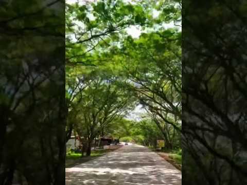 este paisaje es el Bello túnel de guanacaste se encuentra en Jesús de otoro en#intibucá #Honduras
