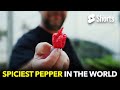 Spiciest Pepper In The World  #181
