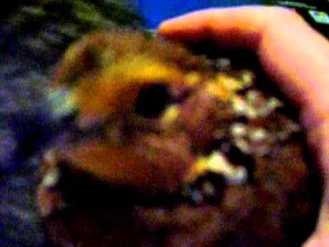 Anya The Cat Meets Maia The Quail