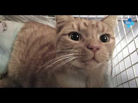 Kimovich and Arabella's Rehoming Story | Blue Cross