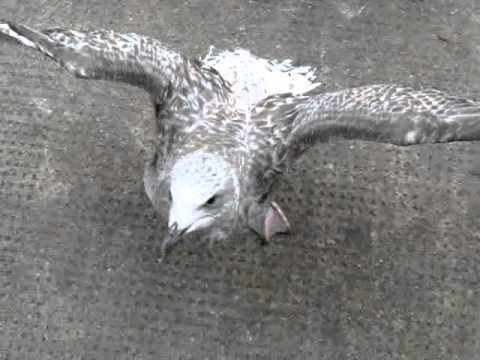 Steven seagull part 2.wmv