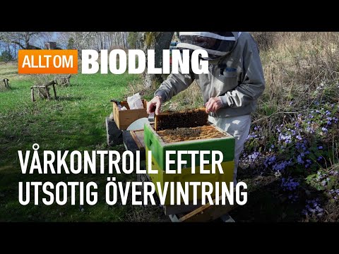 Vårkontroll efter utsotig övervintring | Bihälsa