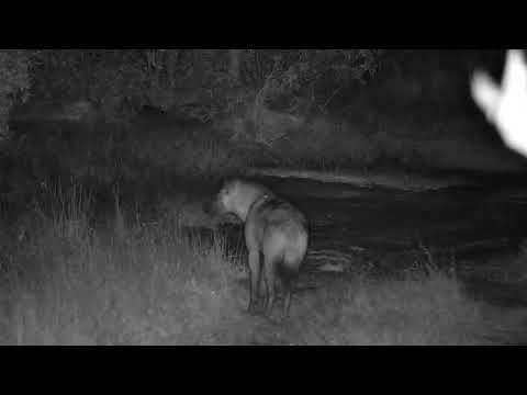 Djuma: Hyena walking dow the road and towards the dam wall - 19:02 - 06/27/2022