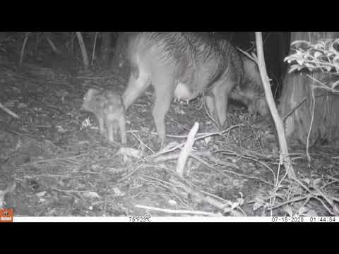 心理学科 アナグマ→アライグマ→イノシシ親子→オスジカ（袋角）→タヌキ→二ホンリス→ネズミ類→ノウサギ