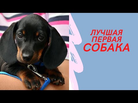 ЛУЧШАЯ первая собака для КВАРТИРЫ