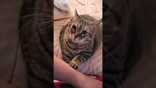 Download lagu Kitty Flash blinking softly her eye which according  to Experts she's saying I LOVE YOU Dad Chito! mp3