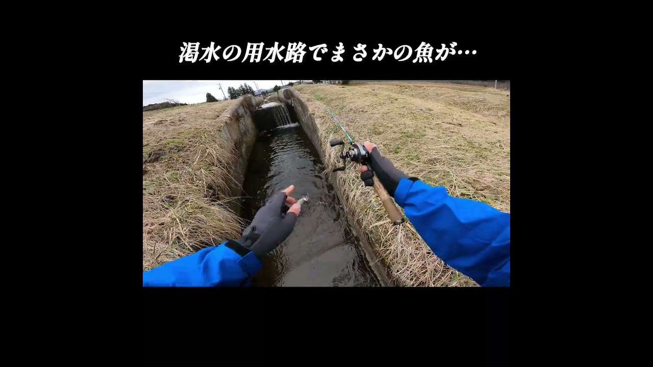 渇水の用水路でまさかの魚が!!