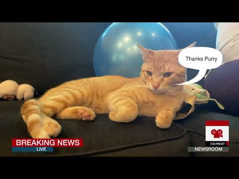 CAT NEWS UPDATE: Meet Purry & Ringo The Cat Your Hosts
