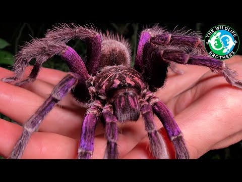 This Spider Will Cure Your Arachnophobia - The GIANT Purple Bird-eater