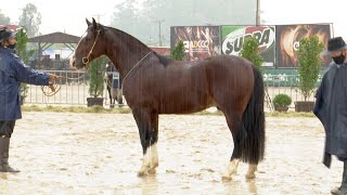 Quebranto do Rio das Pedras - 4º Macho na Expo-Outonal 2021