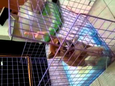 恩....逃獄的蜘蛛あおい!!!(原發表者:小卡媽咪)(影片)