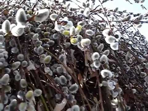 WEEPING PUSSY WILLOW 1
