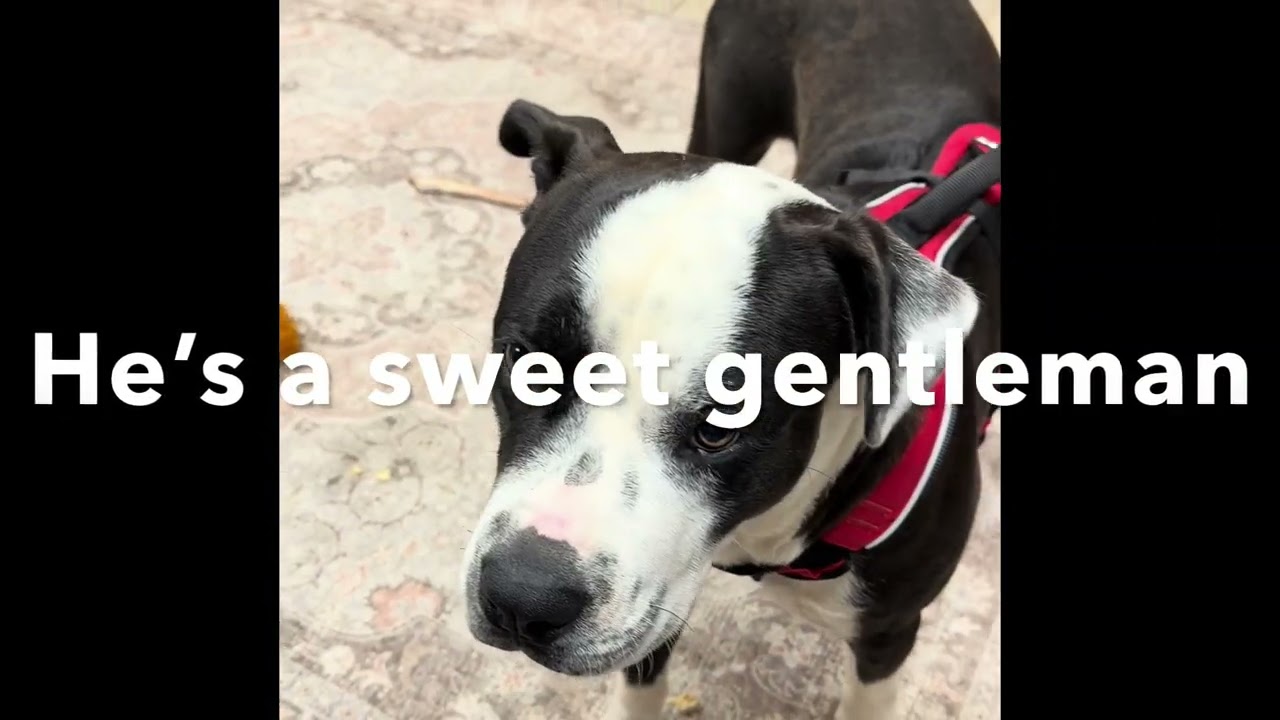 Atlas, a Adoptable mixed breed in Kent, WA video 2/6