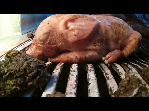 , title : 'PETA Asia expone la horrorosa crueldad hacia los cerdos en Nippon Ham en Japón'