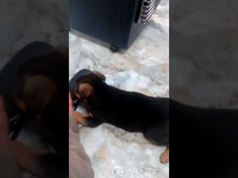 ژرمن توله یک ماهه