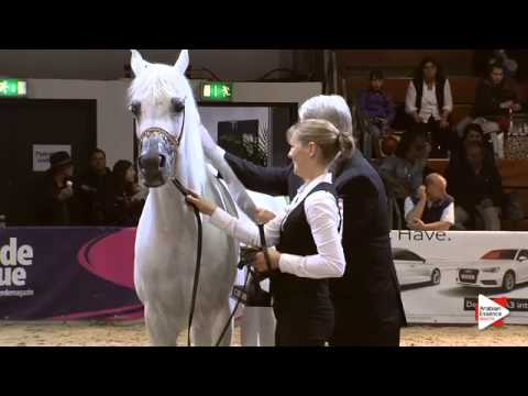 2nd Place N.66 BINT TAHANIE - Wels 2015 - Int. Sr Mares Championship (Class 23)