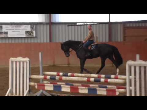 Calido I x Lavall II, geb. 2007