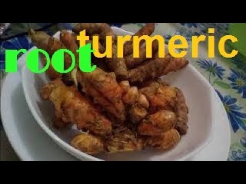 download lagu mp3 mp4 Turmeric Root Tea Recipe, download lagu Turmeric Root Tea Recipe gratis, unduh video klip Turmeric Root Tea Recipe