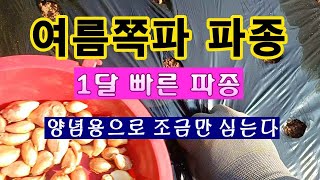 [텃밭농부 1,616]  한달 먼저 양념용으로 심는 쪽파 파종. #쪽파재배