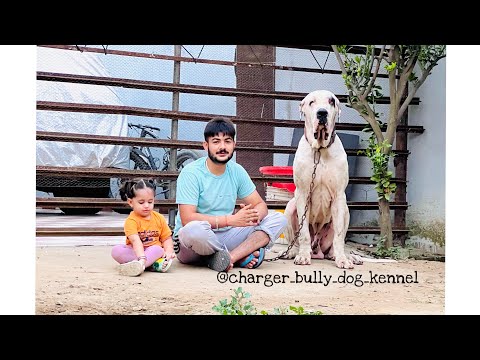Bully kitne Samjdar Hote Hi ..Razia Bully Female #viral#Charger bully dog kennel# Shri hargobindpur#