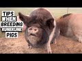 Things To Know Before You Breed Kunekune Pigs