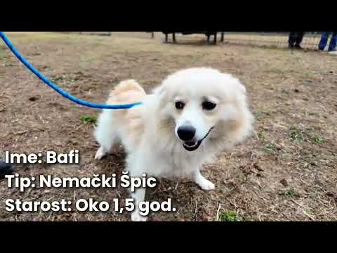 "Šapa na dlanu" - 18.10.2025. Dunav televizija