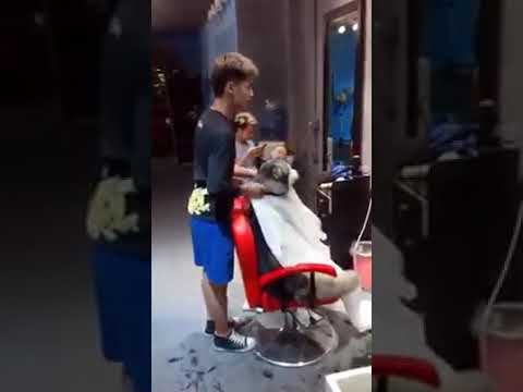 Dogs Hair cutting shop