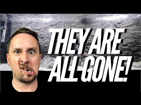 FISH ARE ALL GONE......but this! | Jay Wilson